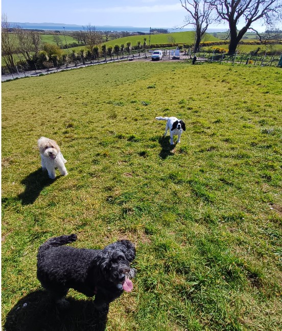 Dogs enjoying the field