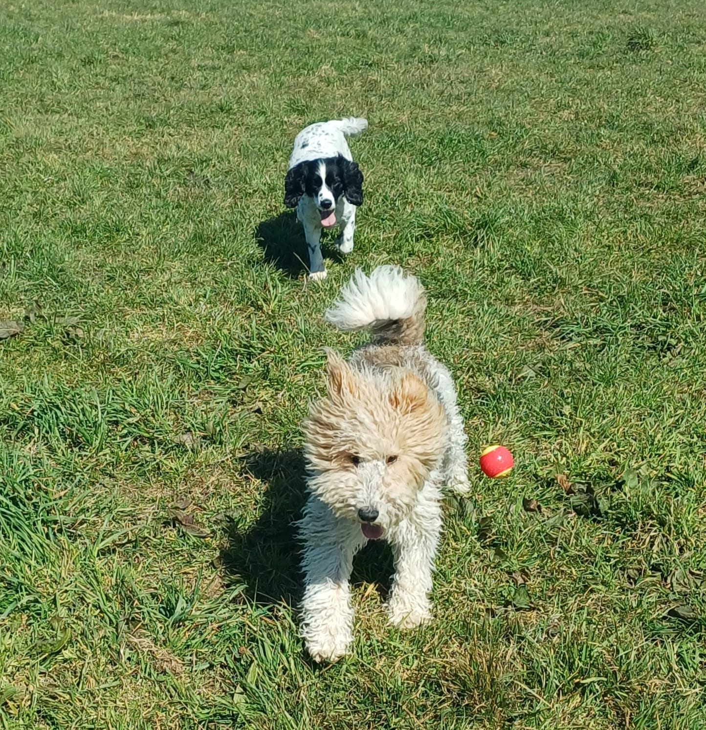 Dogs enjoying the secure field